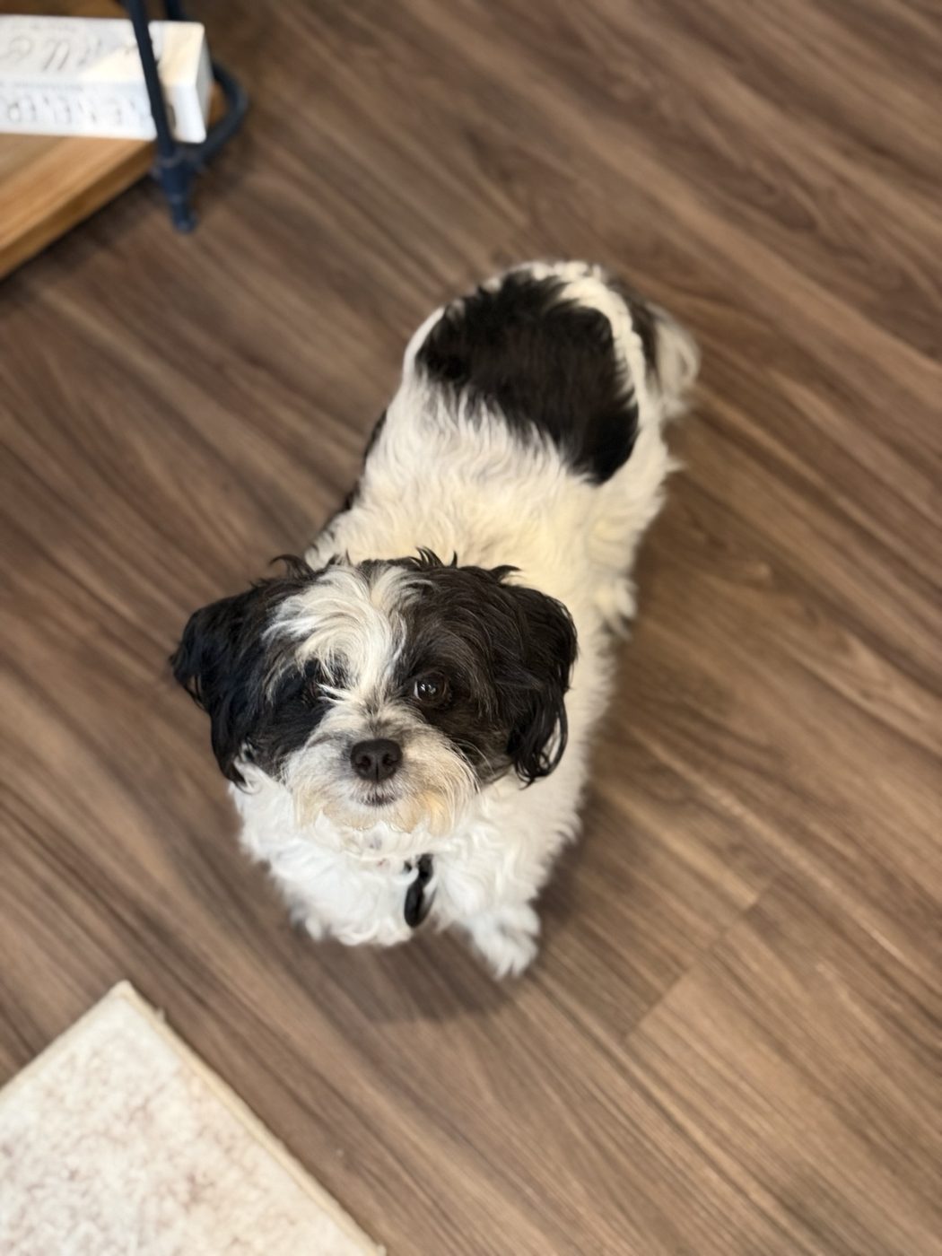 A black and white shih tzu looking up from a wood floor