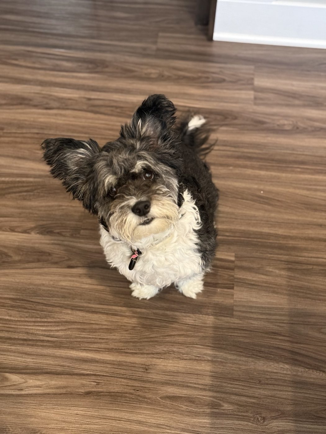 A small terrier mix sitting and looking up at the camera
